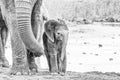 Tiny monochrome African elephant calf