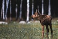 Tiny Moose Calf Exploring Meadow