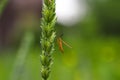 Tiny mosquito, close up, insect fly, resting on a green unripe ear of wheat on a soft green background. Macro Home of insects. Royalty Free Stock Photo
