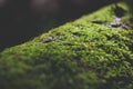 Tiny Moss Royalty Free Stock Photo