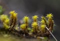 Tiny moss flowers Royalty Free Stock Photo