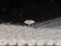 A tiny Moth Fly, aka Psychodidae, crawling on the floor Royalty Free Stock Photo