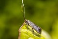 Tiny Moth on green leaf in the season garden Royalty Free Stock Photo