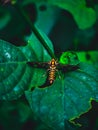 Tiny moth with wigs open on top leaf