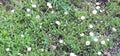 Tiny Mountain Shasta Daisies Royalty Free Stock Photo