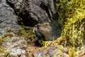 the tiny mouse is sticking out of its hole in the moss