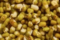 Tiny mung bean sprouts Royalty Free Stock Photo
