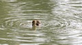 Tiny Muscovy or Creole Duckling Floating in a Pond Surrounded by Ripples Royalty Free Stock Photo