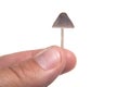 Tiny mushroom Royalty Free Stock Photo