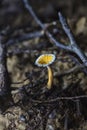 Tiny mushroom flourish on the forest floor Royalty Free Stock Photo