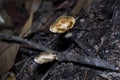 Tiny mushroom flourish on the forest floor