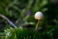 Tiny mushroom with green background Royalty Free Stock Photo