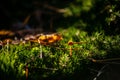 Tiny mushroom in the green woods at night on blurred background Royalty Free Stock Photo