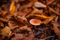 Tiny mushroom growing alone in the forest. A small living organism through the colored leaves in a rainy day Royalty Free Stock Photo