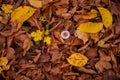 Tiny mushroom growing alone in the forest. A small living organism through the colored leaves in a rainy day Royalty Free Stock Photo