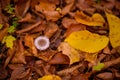 Tiny mushroom growing alone in the forest. A small living organism through the colored leaves in a rainy day Royalty Free Stock Photo