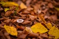 Tiny mushroom growing alone in the forest. A small living organism through the colored leaves in a rainy day Royalty Free Stock Photo