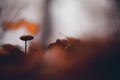 Tiny mushroom growing alone in the forest. A small living organism through the colored leaves Royalty Free Stock Photo