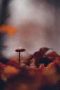 Tiny mushroom growing alone in the forest. A small living organism through the colored leaves Royalty Free Stock Photo