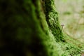 Tiny Mushroom Growing Beside Moss Covered Tree Trunk in Lush Forest Environment Royalty Free Stock Photo