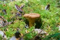 Tiny mushroom growing among moss in the forest