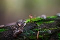 Tiny mushroom growing among moss in the forest  background Royalty Free Stock Photo