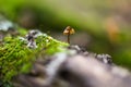 Tiny mushroom growing among moss in the forest  background Royalty Free Stock Photo