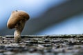 A tiny mushroom in ireland Royalty Free Stock Photo