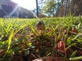 Tiny mushroom sunshine photobomb grass