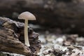 A tiny mushroom Royalty Free Stock Photo