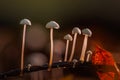 A tiny mushrooms with delicate caps grow on branch in lush forest environment Royalty Free Stock Photo