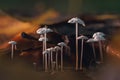 A tiny mushrooms with delicate caps grow on branch in lush forest environment Royalty Free Stock Photo