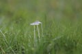 Tiny Mushrooms and Early Morning Dew Droplets in Green Blades of Grass Royalty Free Stock Photo