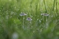 Tiny Mushrooms and Early Morning Dew Droplets in Green Blades of Grass Royalty Free Stock Photo