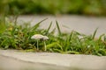 Tiny Mushrooms Between Flagstones in Walkway