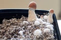 Tiny mushrooms fruiting with in a container at home