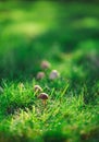 Portrait of capped mushrooms growing in a green grass lawn Royalty Free Stock Photo