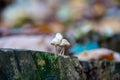 Tiny Mushrooms Growing on Mossy Tree Stump Royalty Free Stock Photo