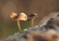 Tiny mushrooms growing from a rotting log Royalty Free Stock Photo