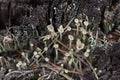 Tiny mushrooms on the long stems growing on tree stump