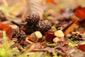Tiny mushrooms with pine cones Royalty Free Stock Photo