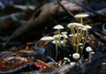 Tiny mushrooms toadstools and green grass Royalty Free Stock Photo