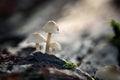 Tiny mushrooms toadstools and green grass