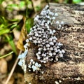 Tiny mushrooms in tropical rainforest Royalty Free Stock Photo