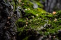 Tiny mushrooms valley on the mossy tree trunk