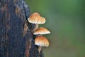 Tiny mushrooms on wood Royalty Free Stock Photo