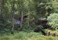 Tiny mysterious building with a blue door hidden in dense green forest with tall old trees Royalty Free Stock Photo