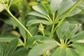 Tiny new growth leaves on a dwarf umbrella tree Royalty Free Stock Photo