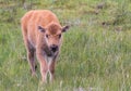 Tiny newborn bison calf