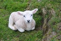 Newborn lamb rests in Grass Royalty Free Stock Photo